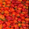 Fresh Scotch Bonnet-500g | Ideal for Hot Sauces, Chutneys, and Spicy Dishes view 1