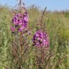 Fireweed Leaves Dried (epilbium angustifolium) 100g. view 4