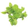 Fresh Mint-1x20 Bunches view 1
