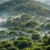 Arabica Tosepan Coffee from the Mist Forest of Mexico 500 g view 2