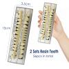 56 Pcs False Teeth Fake Teeth 2 Sets Synthetic Resin Dental Tooth, Upper Lower Denture Tooth, Party Horror Prop Makeup DIY Replacement, 23 A3 view 2