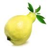 White Guava fresh from Egypt (10 Fresh White Guava) view 1