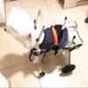 DAYGIFT Adjustable Dog Wheelchair with 4 Wheels, Doggie Pet Wheelchair for Back Legs, Lightweight Animal Exercise Rehabilitation Cart for Assist Small Pets with Paralyzed Hind Limbs,XS view 4