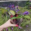 Volya Sour Cherry Fruit Juice Drink (330ml)*No Added Sugar or Sweeteners *No Artifical Preservatives *Containing 63% of juice *Lightly Carbonated Natural Cherry Flavour view 3