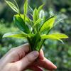 2024 Yingde Black Tea Yinghong No. 9 Bulk Tea Strong Aroma Red Gift Box Tea 250g(125g/can*2) view 4
