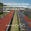Rounton Coffee Lake Kivu 250g | 100% Arabica Beans | Medium Espresso Roast | Notes of Nectarine, Apricot & Dates | Intensity 3/5 | Freshly Roasted in Yorkshire view 3