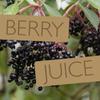 PRESSUICE - Fresh Black Elderberry Juice not from concentrate - 1 carton 1,5 liters Fruit Juices NFC - Pressed Black Elderberry Semi Sour Drink - No added Sugar - Natural Press - for Cocktails view 3