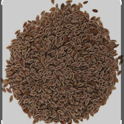 Psyllium Seeds by Masala Cottage 50g-1.9kg (1.9kg)