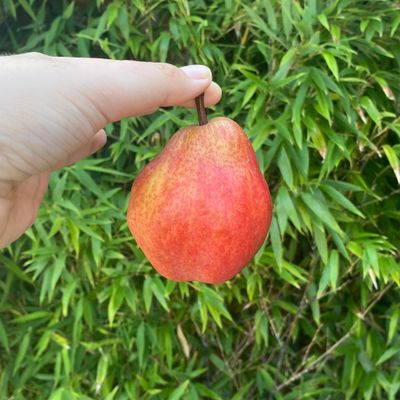 Rouge William Pears, Sweet and Juicy, Deep Red Skin, Buttery Texture (10)