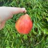 Rouge William Pears, Sweet and Juicy, Deep Red Skin, Buttery Texture (10) view 1
