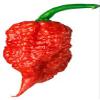 Carolina Reaper in a beechwood cube with rounded sides 2g view 2