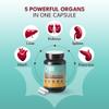 Grass Fed Beef Organ Capsules, Beef Organ Supplement with Liver, Heart, Kidney, Pancreas & Spleen, Natural Whole Food Complex, Non-GMO,180 Capsules By AMPM view 3