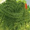 Sea grapes Aropsep-Lato (Special Lato) 100g - Green Caviar, Dehydrated Seaweed view 2