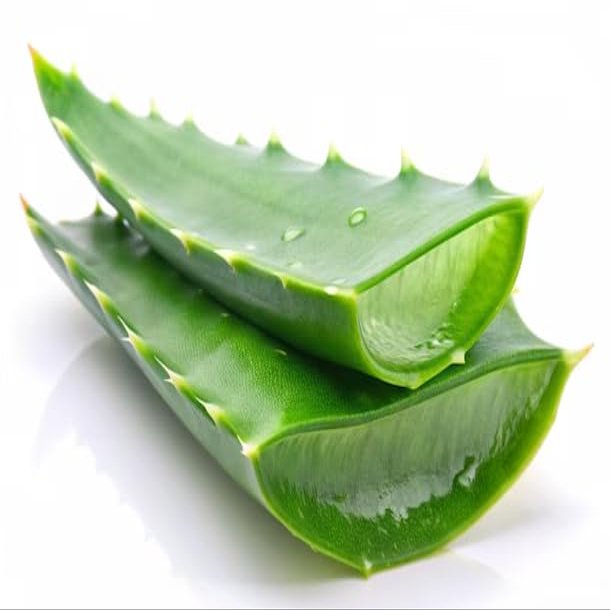 100% Pure and Fresh Aloe Vera Leaves - Premium Quality Raw Aloe Vera for Natural Skin and Hair Care, Ideal for DIY Juice & Gel (1 Piece)