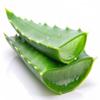 100% Pure and Fresh Aloe Vera Leaves - Premium Quality Raw Aloe Vera for Natural Skin and Hair Care, Ideal for DIY Juice & Gel (1 Piece) view 1