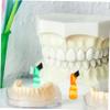 NULYLU 4pcs Denture Toothbrush Double Side Bristles Hard Material for for Cleaning False Teeth and Maintaining Oral Hygiene view 4