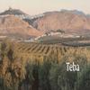 Terraverne 555 | Extra virgin olive oil case 500ml (Hojiblanca) view 3