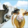 20 Napkins Animals Curious Cows as Table Decoration Paper Napkins with Motif Also for Decoupage and Decoupage 33 x 33 cm view 1