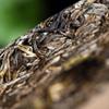 4-star Grade 357g Yunnan Laoman'e Ancient Tree Pu - erh Raw Tea Cake - Unique in Style view 4