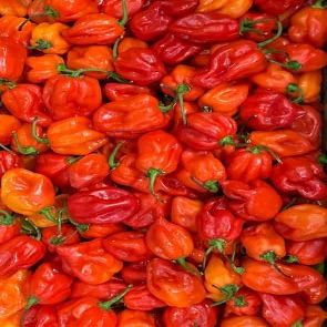 Fresh Scotch Bonnet Pepper || Bonney pepper || Caribbean peppers || (200 gram)