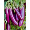 Fresh Sri Lankan Aubergine I 1.5KG view 4
