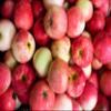 Fresh English Apples Mixed Selection, 2kg, Premium Varieties. (2KG Selection of Premium English Apples) view 1