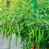Fresh Indian Green Chilies I Farm Fresh I 100G view 4