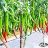 Fresh Indian Green Chilies I Farm Fresh I 1KG view 3