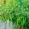 Fresh Indian Green Chilies I Farm Fresh I 1KG view 4