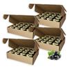 Earthbreath Raw Honey with Black Currant Pack of 64x 30g 100% Raw & Natural Fresh Black Currants No Artificial Additives view 1