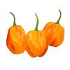 Fresh Yellow Scotch Bonnet Pepper I 200G view 1