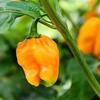 Fresh Yellow Scotch Bonnet Pepper I 200G view 3