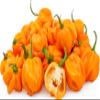 Fresh Yellow Scotch Bonnet Pepper I 200G view 4