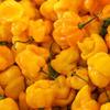 Fresh Yellow Scotch Bonnet Pepper I 1KG view 2