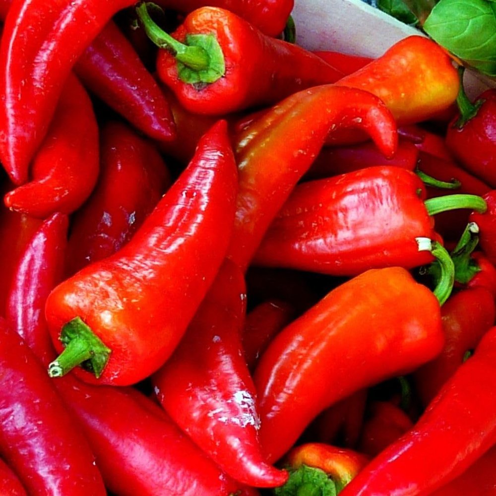 Fresh Red I Capia Peppers I Naturally Ripened I Maximum Flavor I Nutrients I Pack of 5