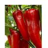 Fresh Red I Capia Peppers I Naturally Ripened I Maximum Flavor I Nutrients I Pack of 8 view 3