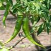 Fresh Organic I Sivri I Peppers I Farm I Grown I Mild I Flavorful I Pack of 12 view 2