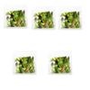 Fresh Crisp I Salad bags I Prewashed I Convenient and Nutritious I Pack of 5 view 1