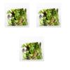 Fresh Crisp I Salad bags I Prewashed I Convenient and Nutritious I Pack of 3 view 1