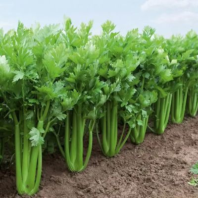 1 Pack of 5500 SEEEDS Celery Apium graveolens VAR. Dulce Tall Utah