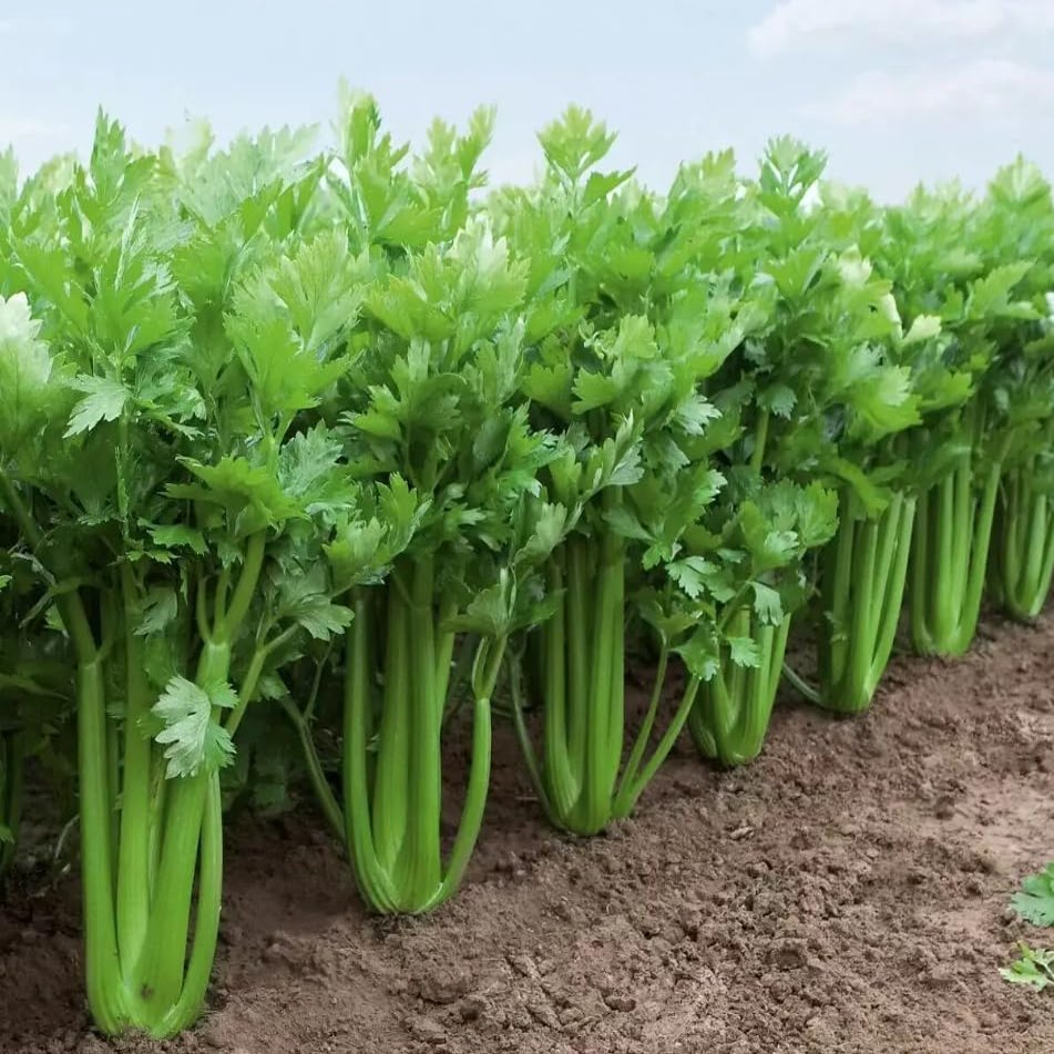 1 Pack of 5500 SEEEDS Celery Apium graveolens VAR. Dulce Tall Utah