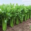 1 Pack of 5500 SEEEDS Celery Apium graveolens VAR. Dulce Tall Utah view 1