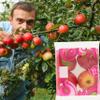 Katsy Style Pink Lady Apples 4 Pack | Naturally Sweet, Crisp & Juicy, Sun-Ripened for Maximum Flavor view 2