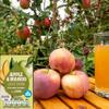 Katsy Style Apple & Mango Juice Drink 150ml No Added Sugar, Enriched with Vitamin C, Refreshing & Natural view 4
