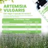 Alzuro Labs Artemisia Vulgaris | 5,000mg Equivalent (500mg 10:1 Extract) | 180 Vegan Capsules | 2% Flavonoids Standardized | Digestive, Immune & Detox Support | 3rd Party Lab Tested | GMP Certified view 3