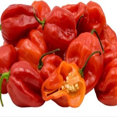 Fresh Red Scotch Bonnet Pepper I Hot & Flavorful I Authentic Caribbean Heat I 500G