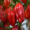 Fresh Red Scotch Bonnet Pepper I Hot & Flavorful I Authentic Caribbean Heat I 500G view 2