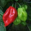 Fresh Red Scotch Bonnet Pepper I Hot & Flavorful I Authentic Caribbean Heat I 500G view 3