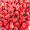Fresh Red Scotch Bonnet Pepper I Hot & Flavorful I Authentic Caribbean Heat I 500G view 4