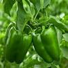 Fresh Green Bell Peppers I Crisp & Sweet I Pack of 5 view 3